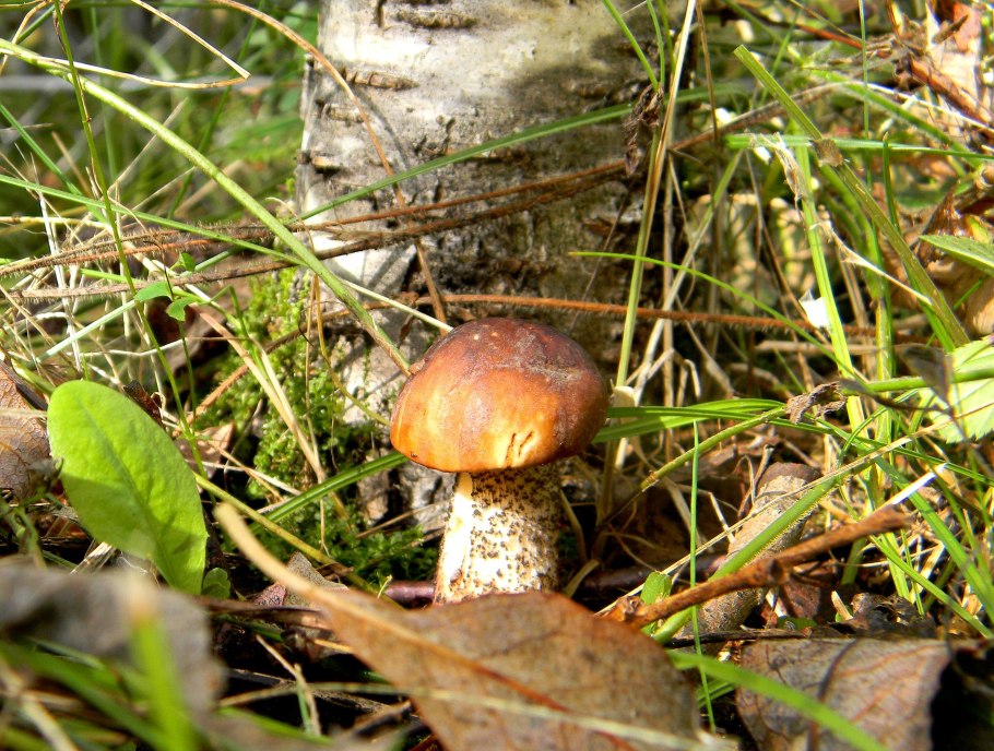 Береза и подберезовик