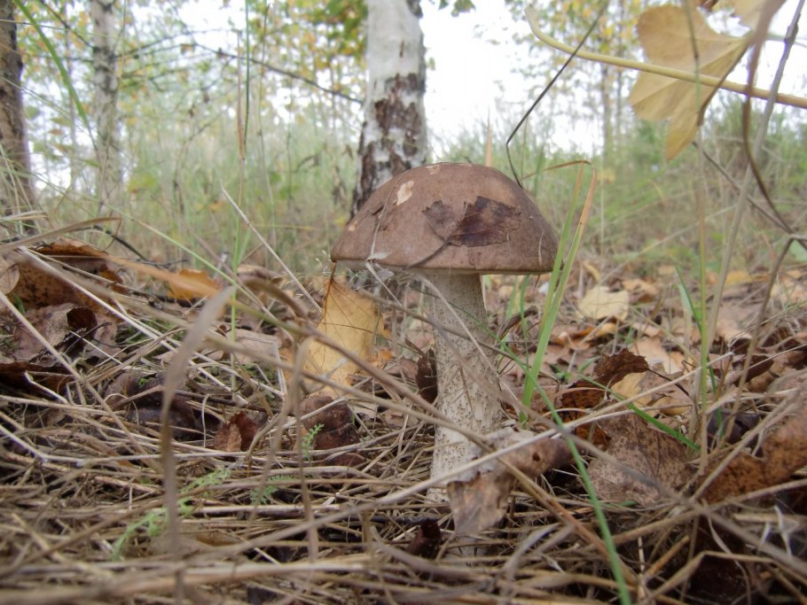 Березовый гриб подберезовик
