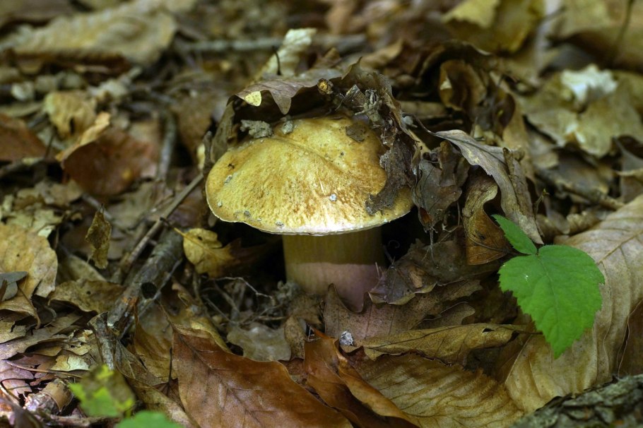 Съедобные грибы под дубами