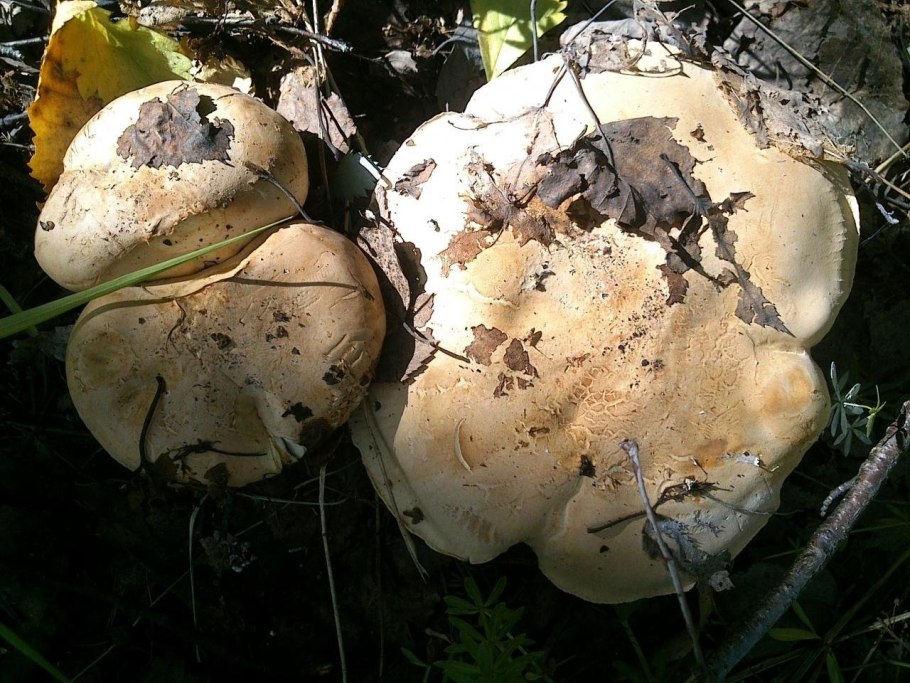 Белосвинуха трехцветная