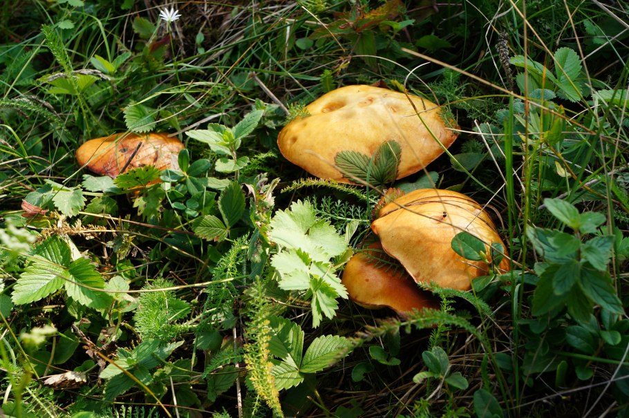 Грибы под березой съедобные