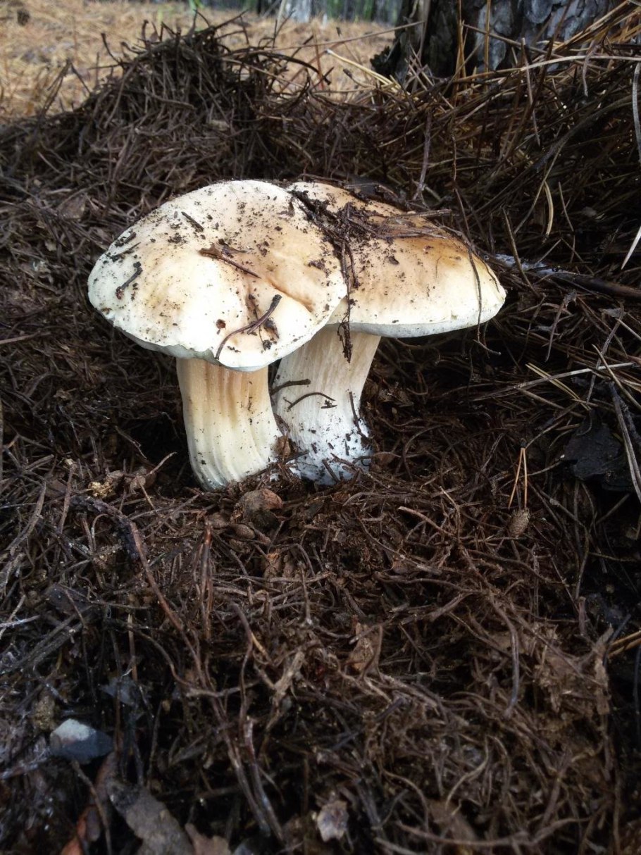 Белый гриб берёзовый Boletus betulicola