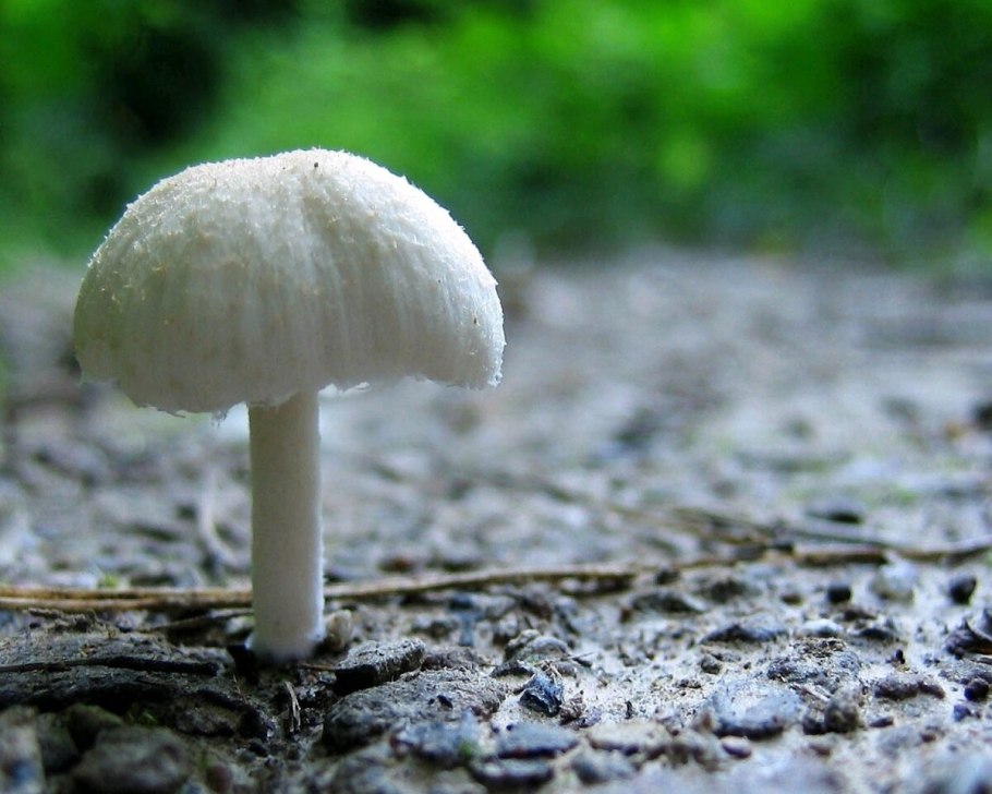 Ядовитые грибы бледная поганка