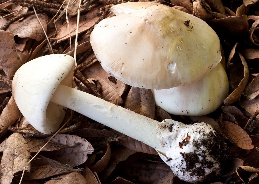 Поганка обыкновенная