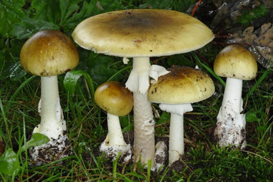 Бледная поганка