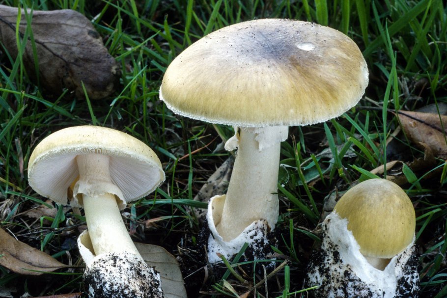 Бледная поганка