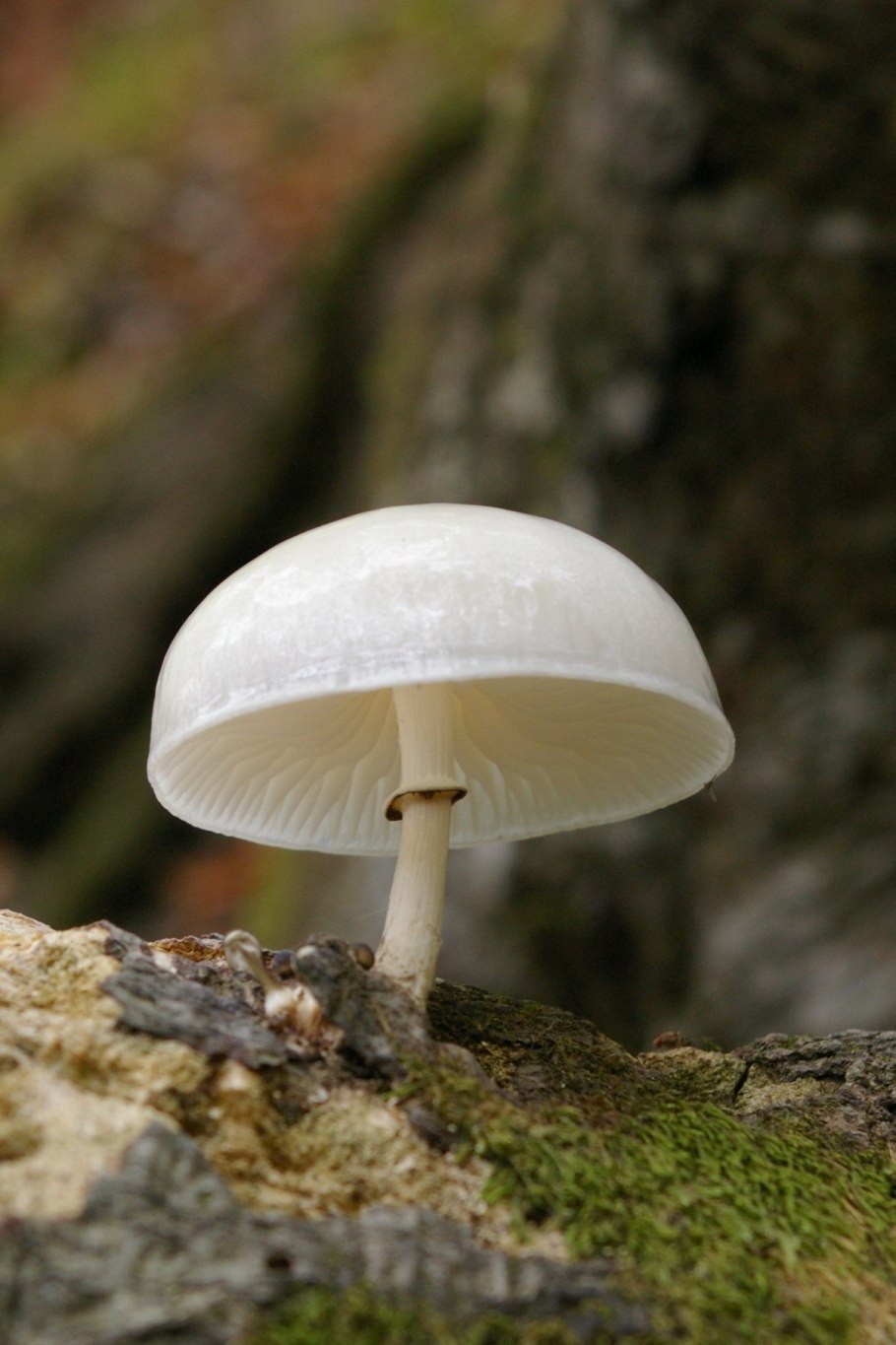 Несъедобные грибы бледная поганка