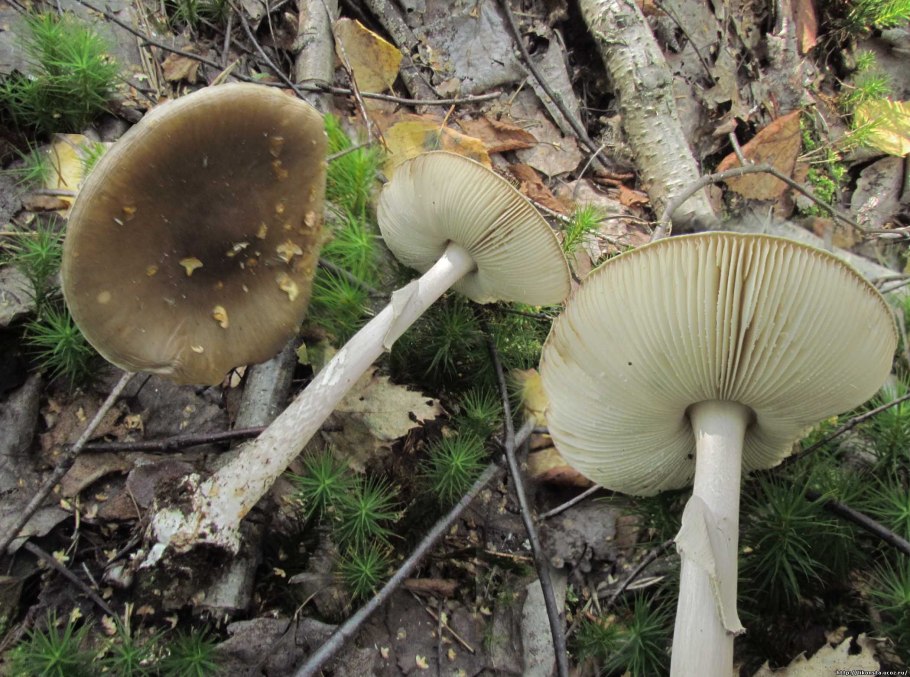 Бледная поганка гриб