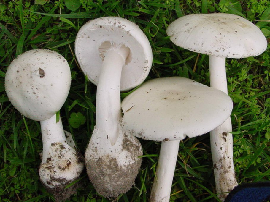 Бледная поганка Amanita phalloides