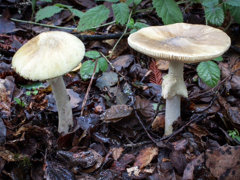 Бледная поганка гриб Воронежской области