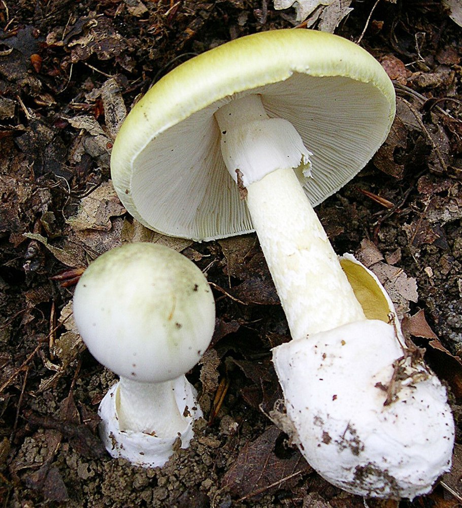 Гриб белая поганка