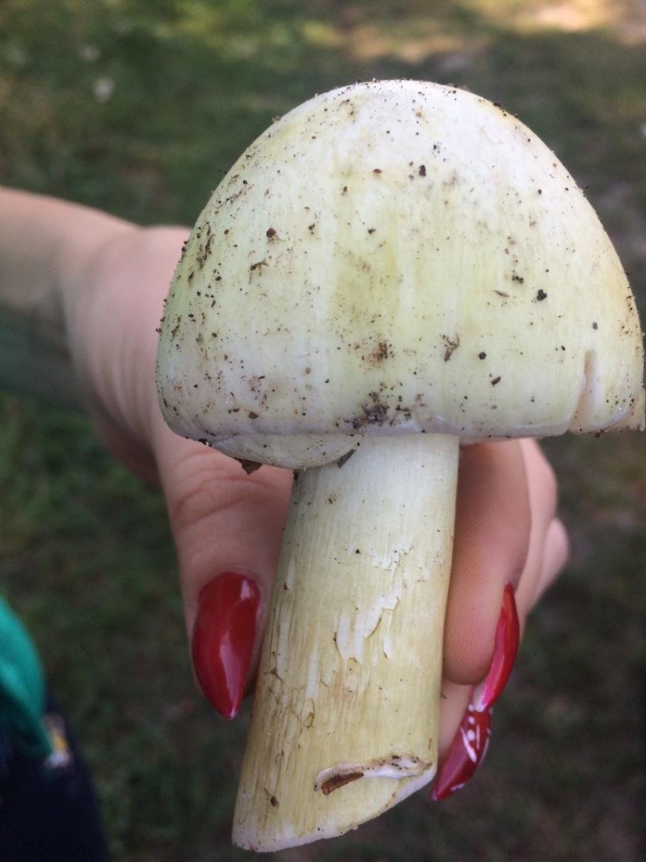 Бледная поганка и груздь