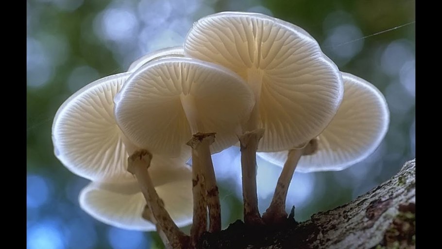 Бледная поганка гриб