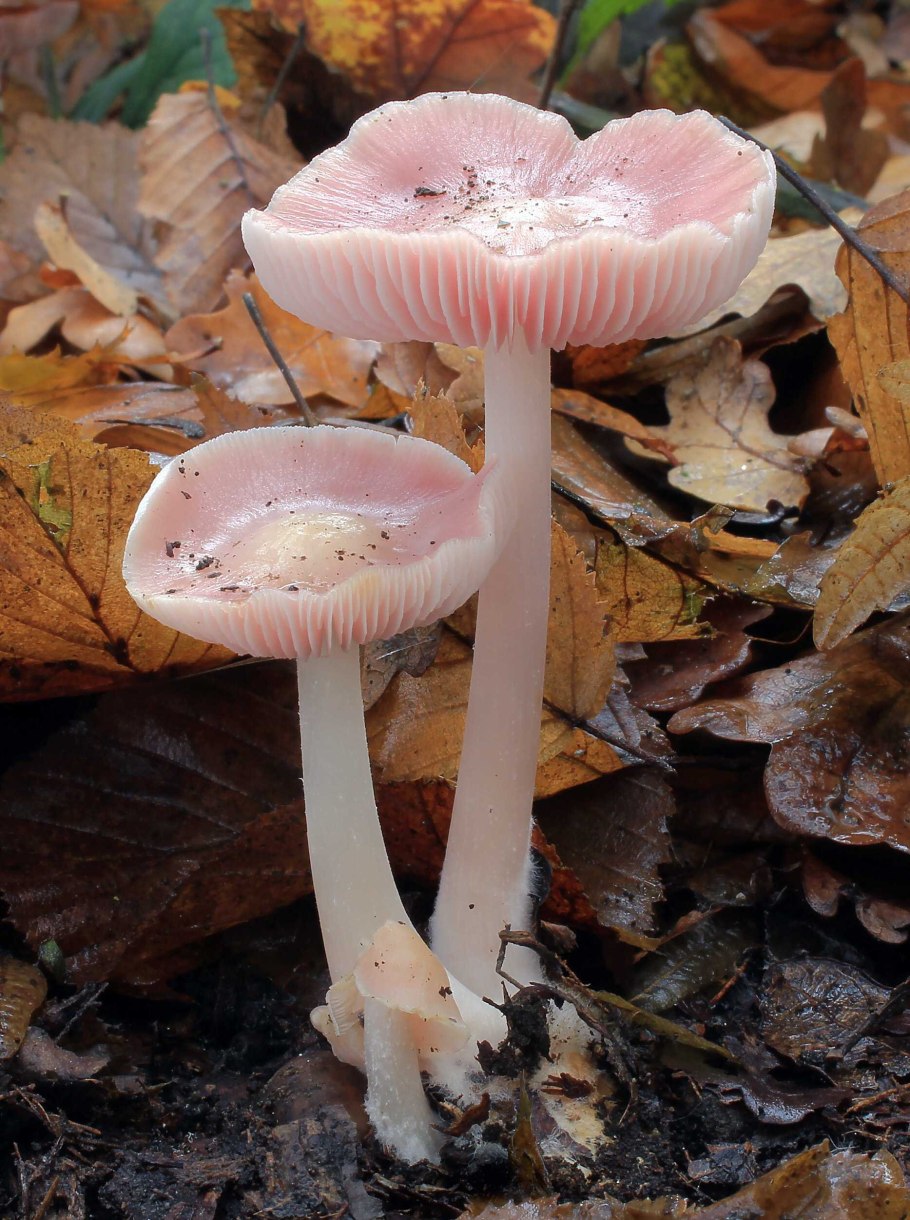 Mycena rosea