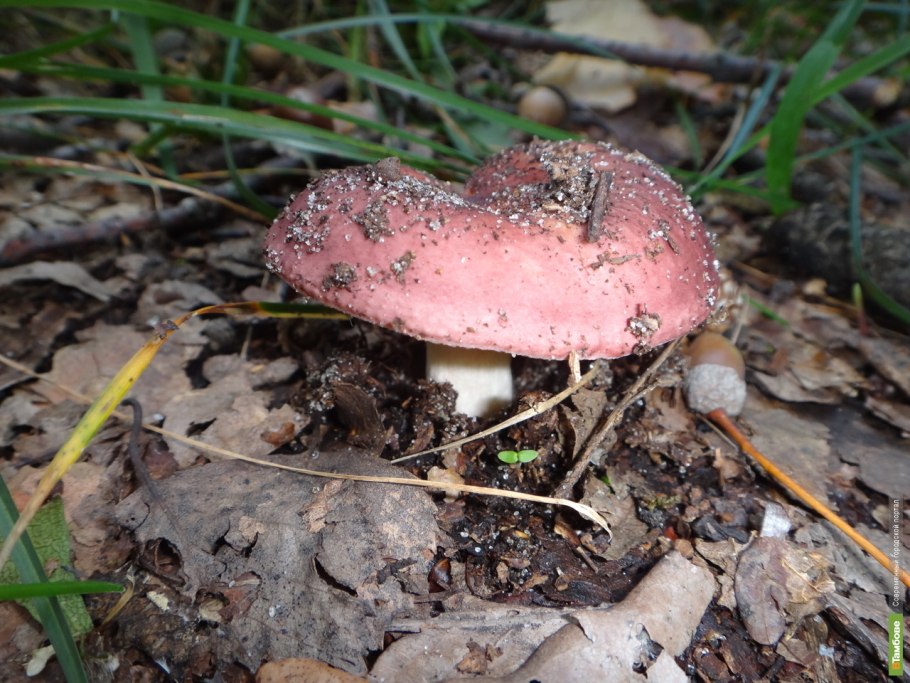 Съедобные грибы Оренбуржья