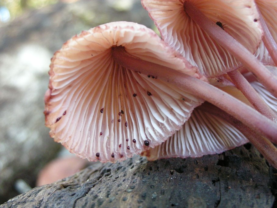 Mycena Haematopus