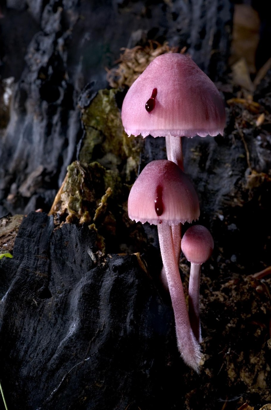 Mycena Haematopus