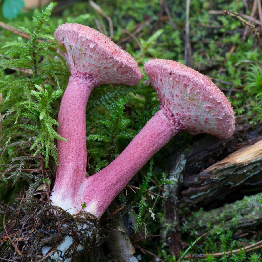 Болетин азиатский (Boletinus asiaticus)