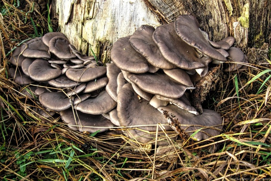 Вешенка обыкновенная (Pleurotus ostreatus)