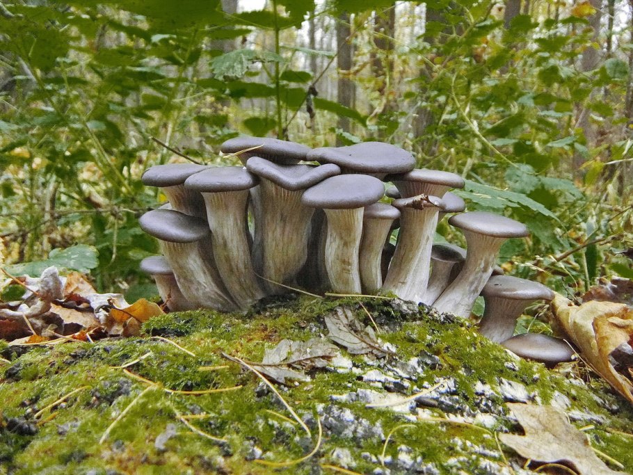 Вешенка Королевская Лесная