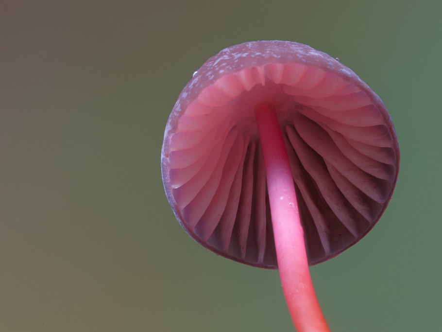 Необычные грибы розовые