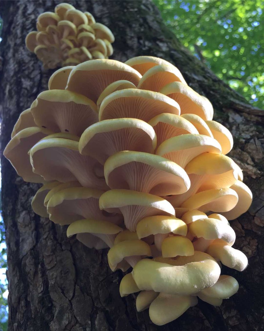 Вёшенка обыкновенная