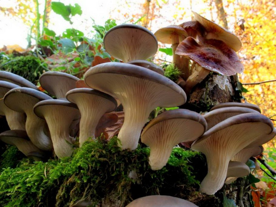 Вёшенка обыкновенная