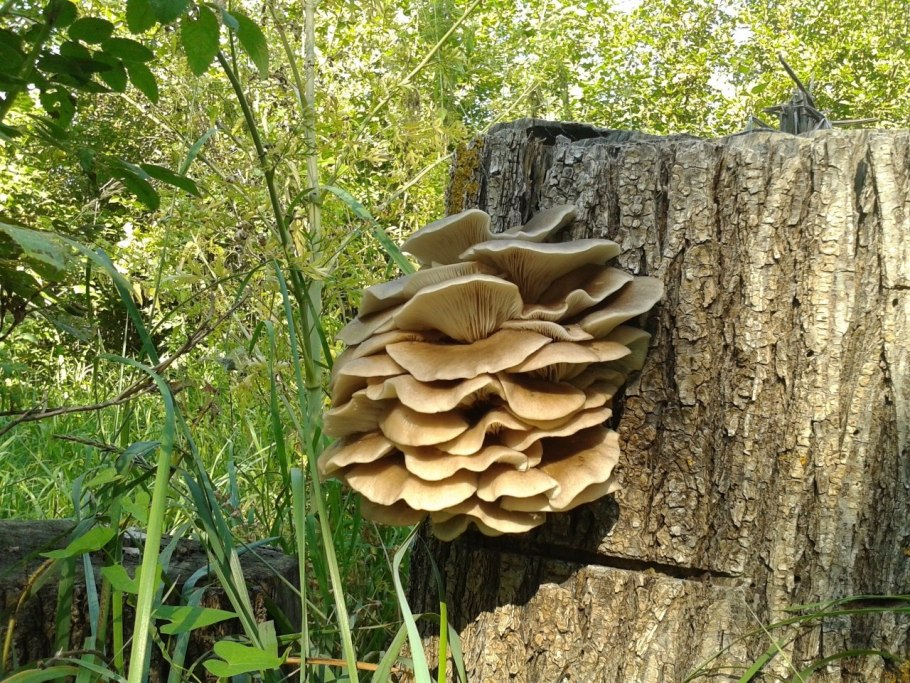 Вешенка устричная