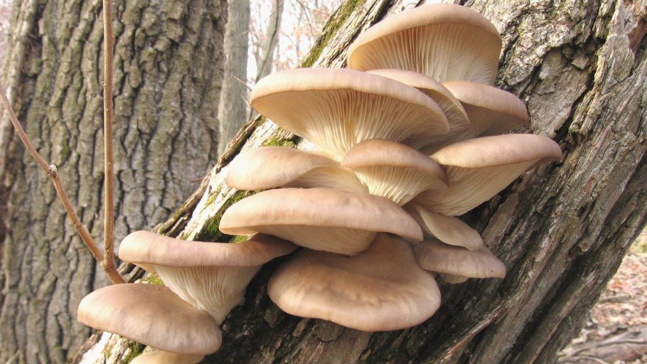 Лесная вешенка несъедобная