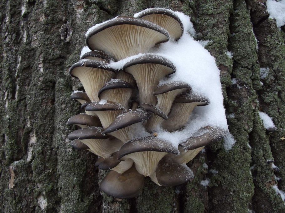 Вешенка обыкновенная (Pleurotus ostreatus)