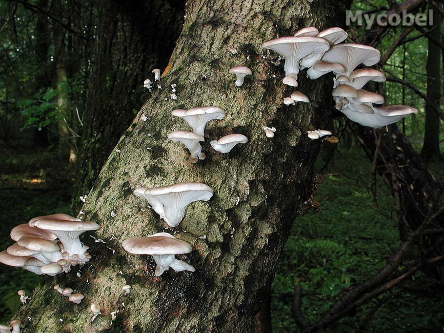 Вешенки в лесу Подмосковья