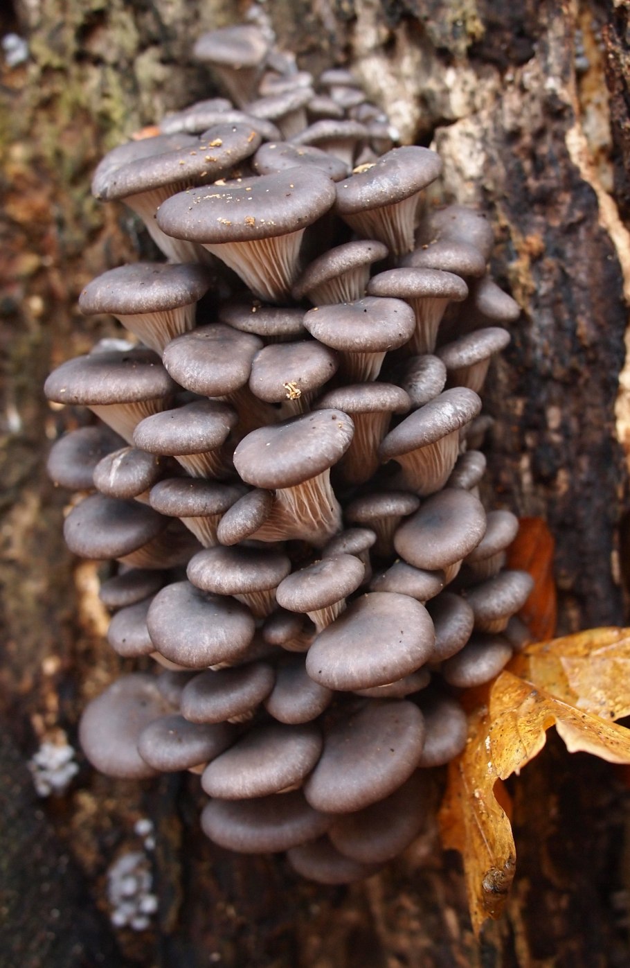 Вёшенка обыкновенная грибы