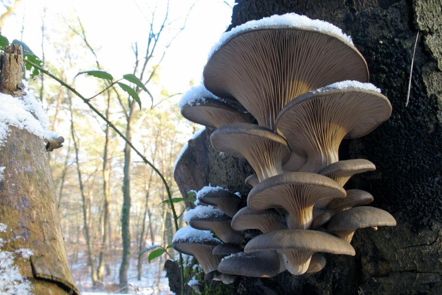 Вёшенка устричная (Pleurotus ostreatus)