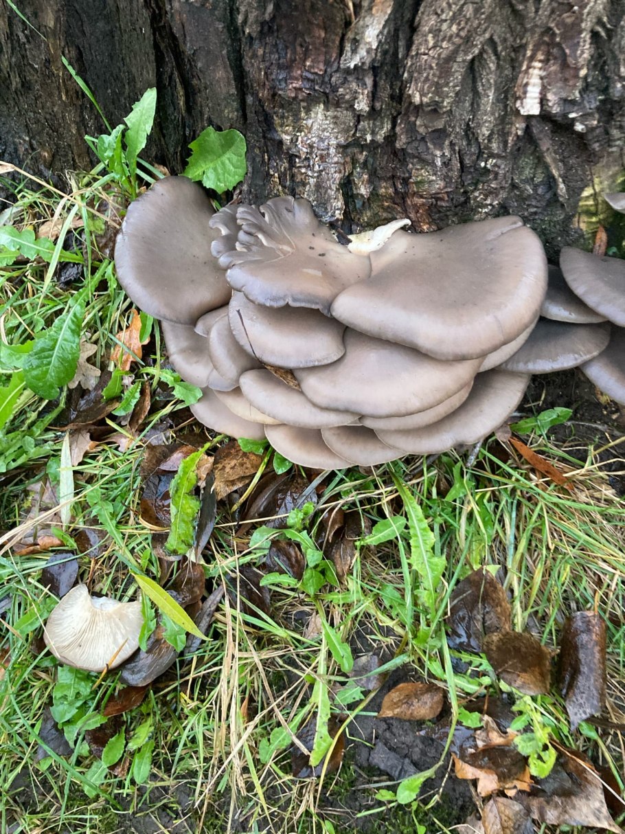 Вешенки грибы СПБ Лесные