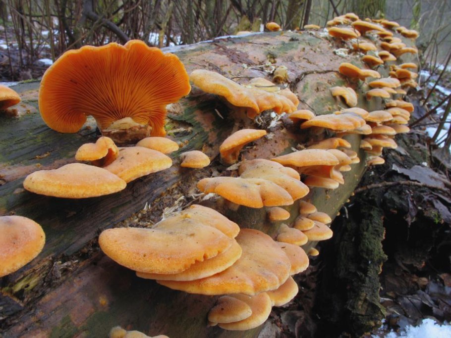 Вёшенка оранжевая (Phyllotopsis nidulans)