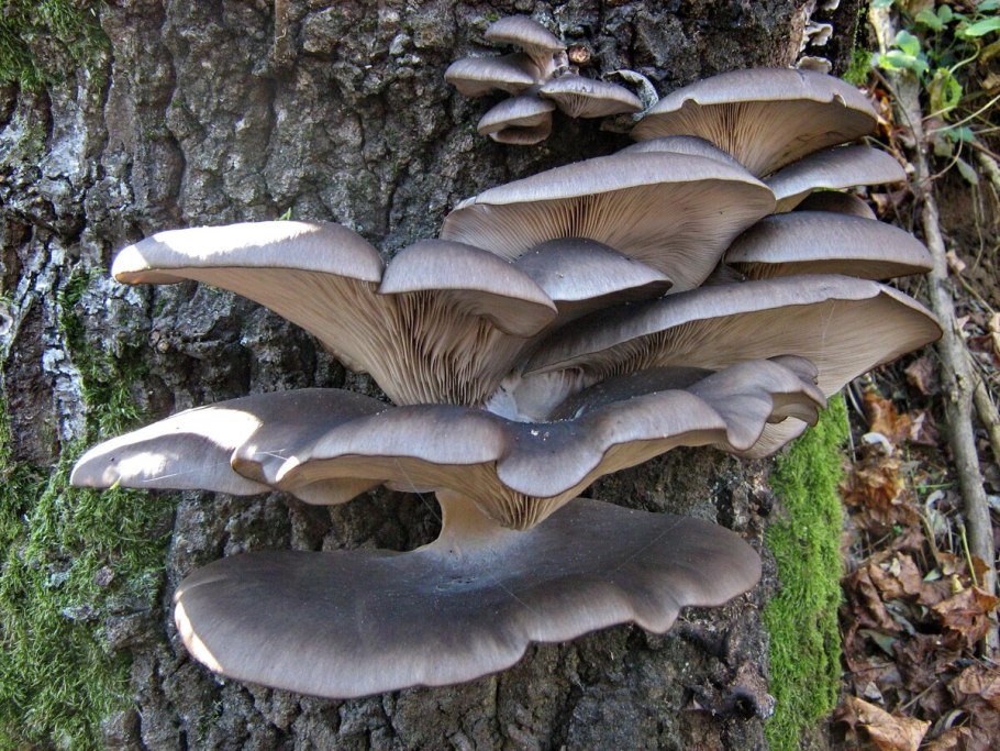 Вёшенка устричная (Pleurotus ostreatus)