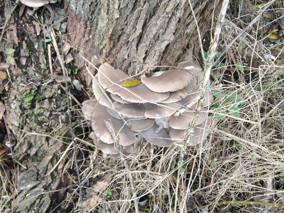 Вешенка серая Лесная