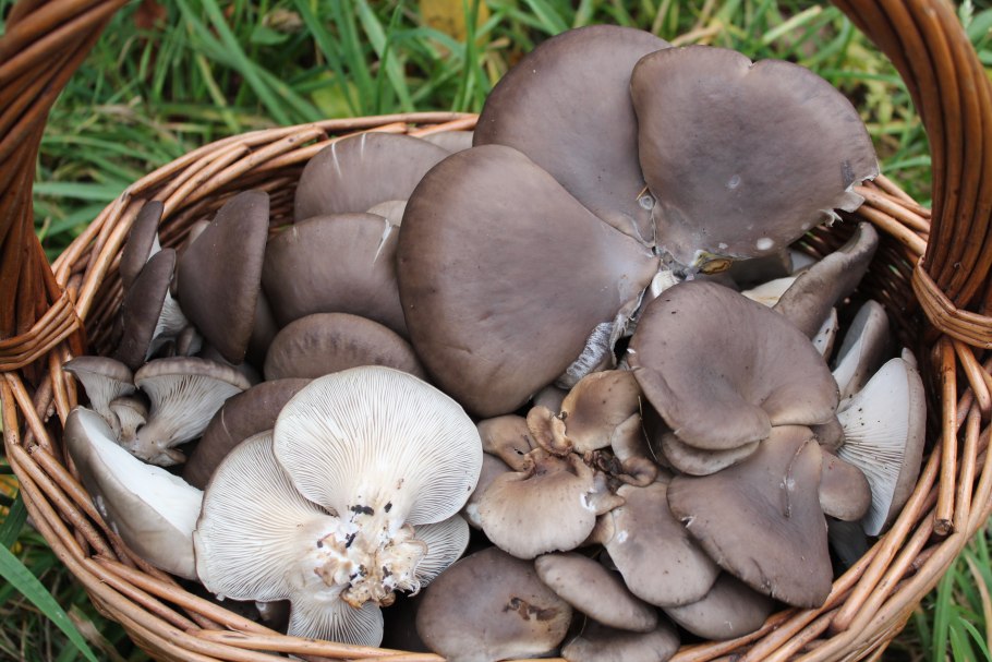 Вёшенка обыкновенная