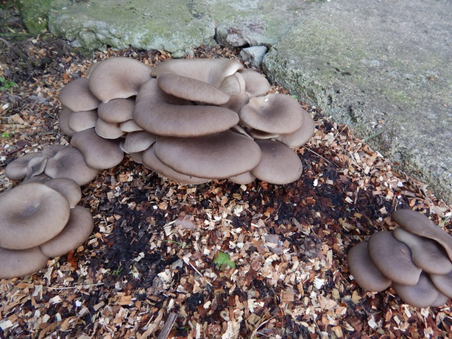Грибы вешенки Лесные