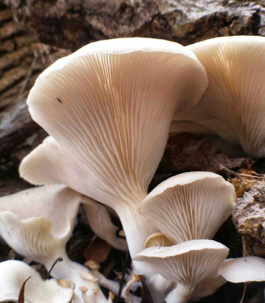 Вешенка обыкновенная (Pleurotus ostreatus)