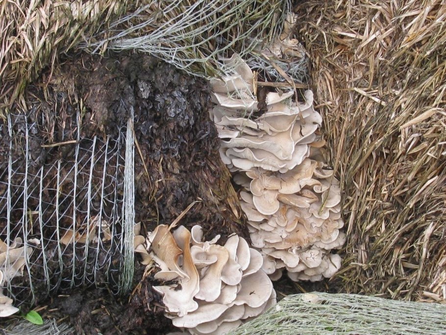 Вешенки устричные