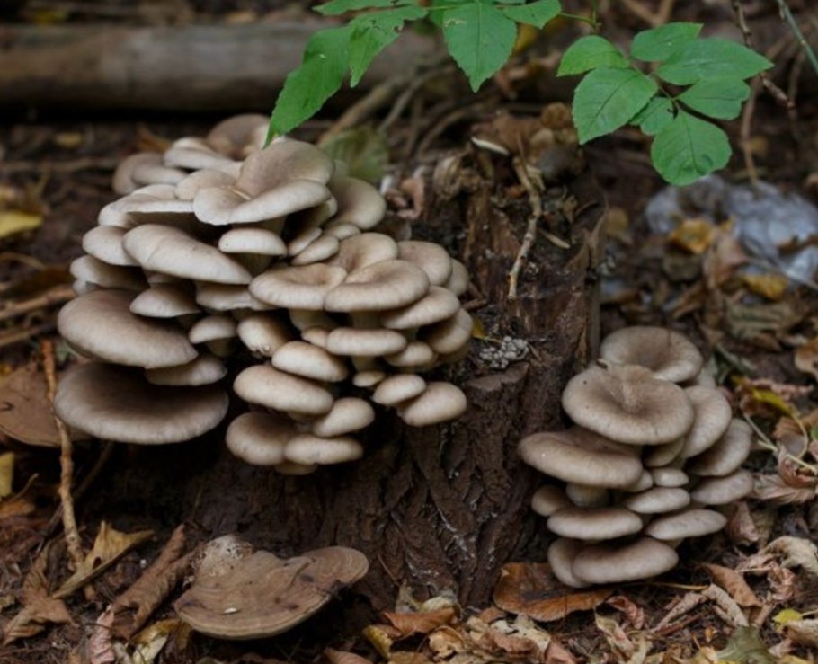 Вешенка белая в лесу