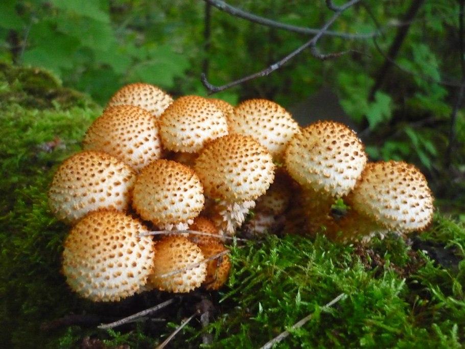 Гриб чешуйчатка обыкновенная Pholiota squarrosa