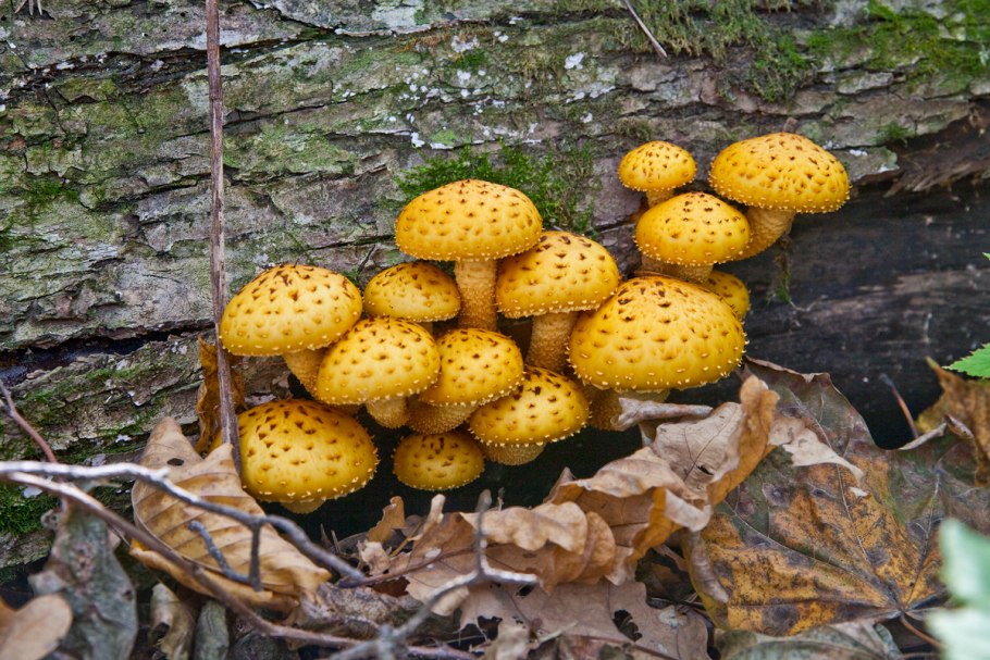 Чешуйчатка клейкая Pholiota Lucifera (Lasch)
