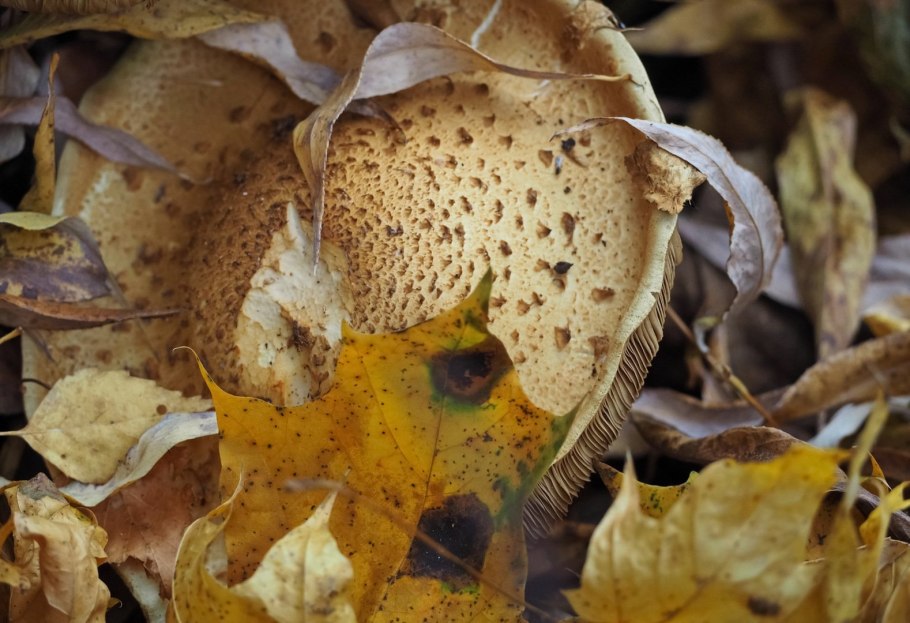 Pholiota Cerifera