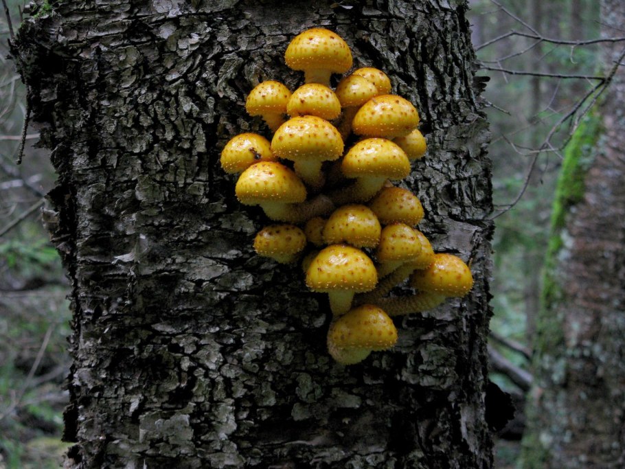 Королевские опята чешуйчатка золотистая