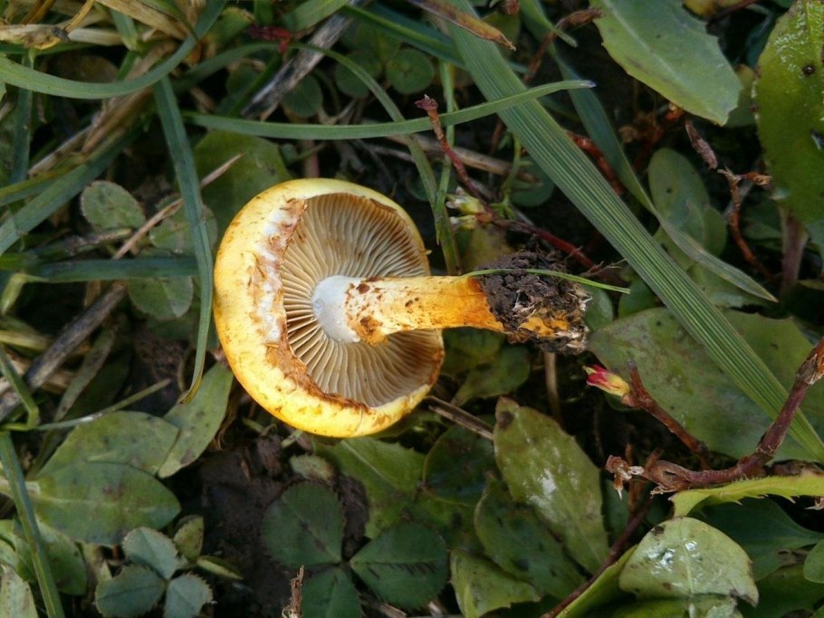 Кленовый гриб фото