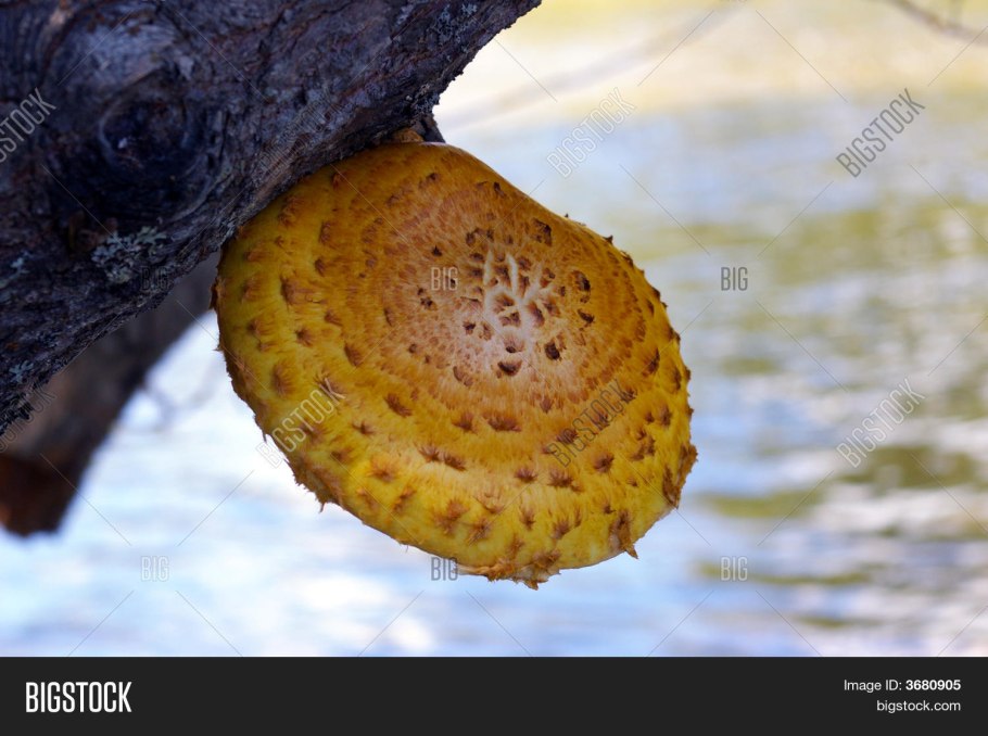 Грибы еловые опята