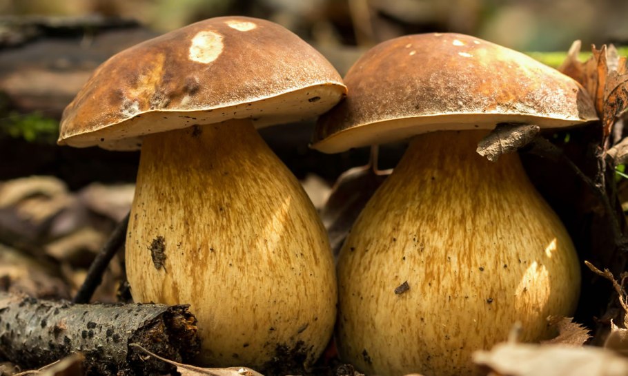 Опята намеко