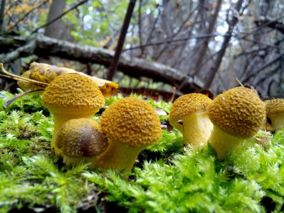 Гриб Королевский опенок